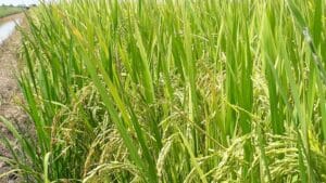 Agrobank lancar Skim Takaful Tanaman Padi, perluas perlindungan kewangan kepada pesawah di seluruh negara