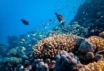 Indonesia rancang wujudkan 200,000 hektar kawasan konservasi laut baharu pada 2025
