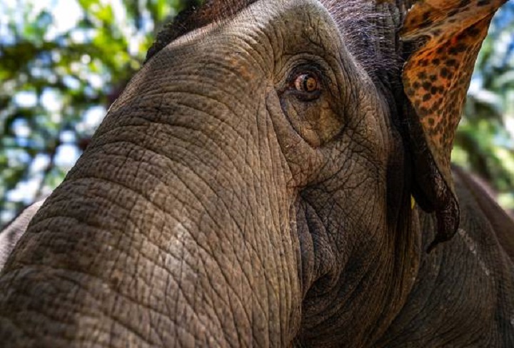 Pusat santuari gajah di Gerik dijangka beroperasi menjelang 2030 – Perhilitan Pusat santuari gajah di Gerik dijangka beroperasi menjelang 2030 – Perhilitan