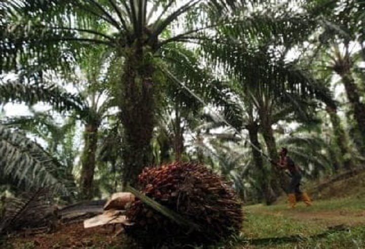 Permintaan berterusan, harga minyak sawit diunjur kukuh hingga 2026