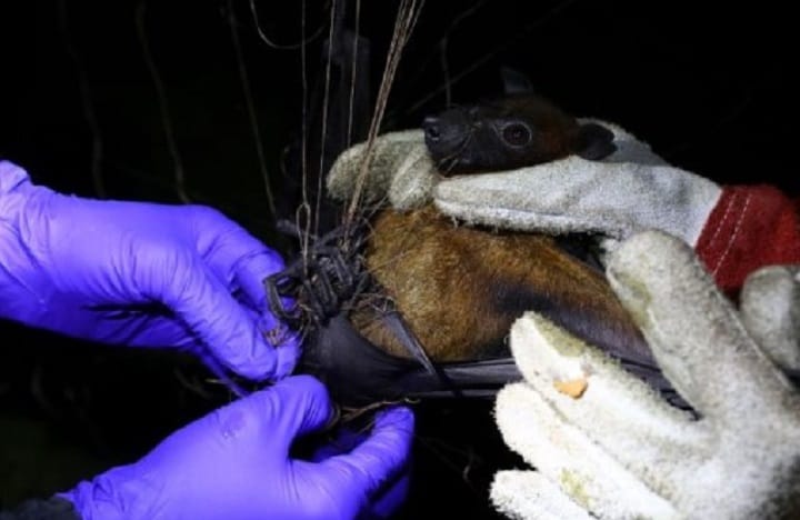 Ancaman Nipah: Semua pelintas sempadan Malaysia-Thailand di Kelantan disaring Ancaman Nipah: Semua pelintas sempadan Malaysia-Thailand di Kelantan disaring