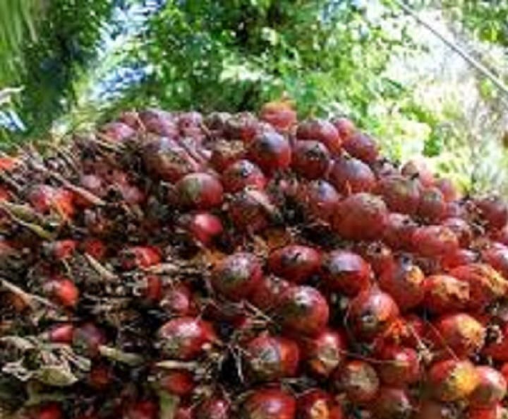 Niaga hadapan MSM ditutup tinggi susulan kenaikan harga minyak kacang soya di CBOT