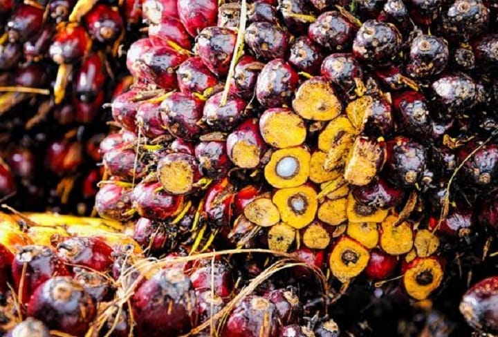 Harga MSM dijangka terus meningkat susulan mandat biodiesel, harga minyak tinggi – CIMB Securities