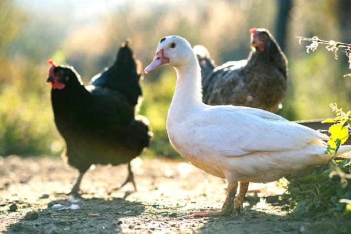 Wabak Salmonella di AS dikaitkan dengan ternakan ayam, itik di laman rumah Wabak Salmonella di AS dikaitkan dengan ternakan ayam, itik di laman rumah