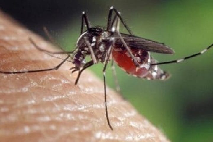 Kes denggi di Putrajaya turun 36.2 peratus, teknologi Wolbachia beri impak kawalan wabak Kes denggi di Putrajaya turun 36.2 peratus, teknologi Wolbachia beri impak kawalan wabak