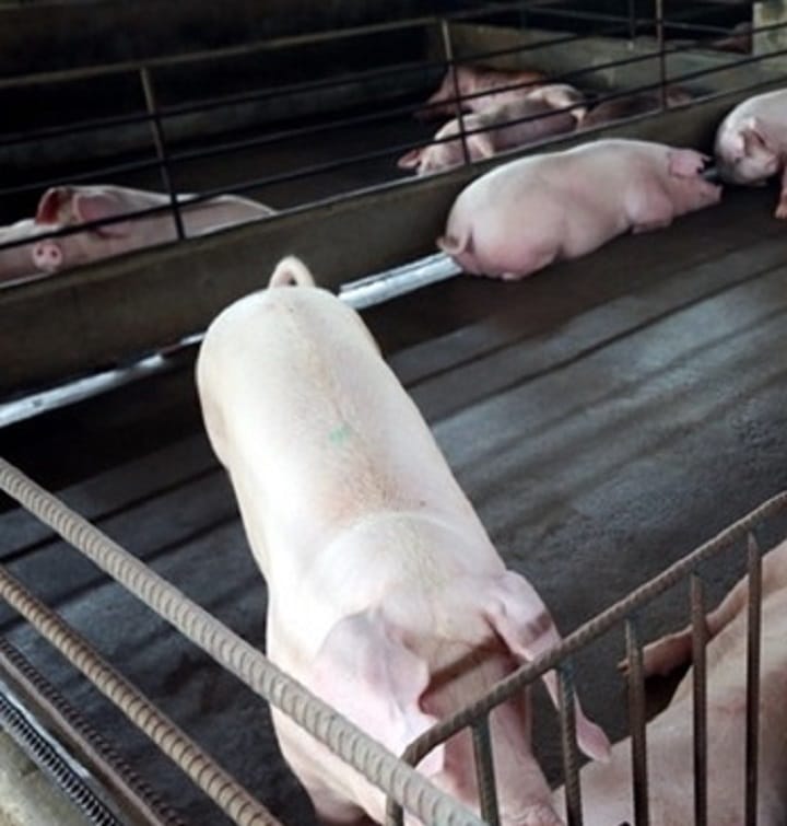 Pengosongan baki 30 ladang babi di Tanjong Sepat dalam fasa akhir