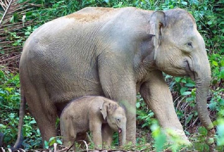 Pokok sawit musnah, kumpulan gajah dikesan di Felda Bukit Kuantan Pokok sawit musnah, kumpulan gajah dikesan di Felda Bukit Kuantan