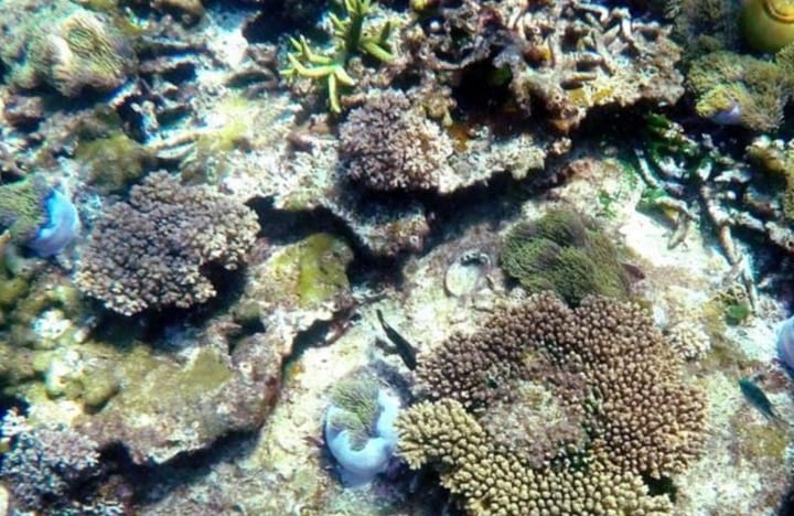 Terengganu adakan sesi libat urus bincang isu kerosakan terumbu karang di Pulau Redang Terengganu adakan sesi libat urus bincang isu kerosakan terumbu karang di Pulau Redang