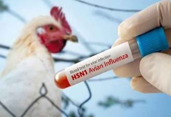 Victoria arah penternak kurung unggas susulan peningkatan kes selesema burung H5N1