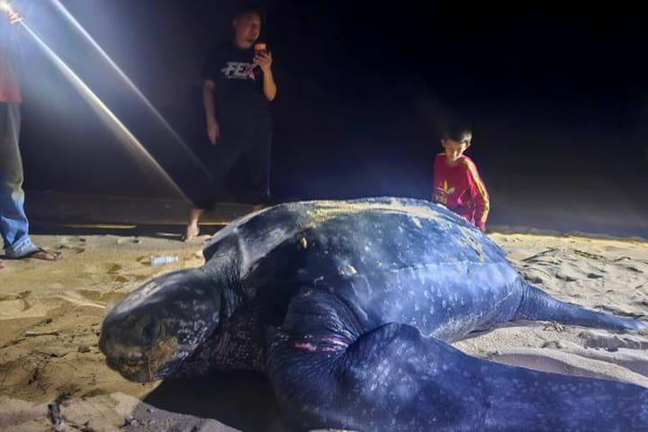 Penyu belimbing mendarat, bertelur kali ketiga di pantai Terengganu Penyu belimbing mendarat, bertelur kali ketiga di pantai Terengganu