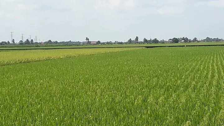 KPKM nafi kadar ‘pemutuan’ padi minimum 20 peratus, gerak pemantauan khas