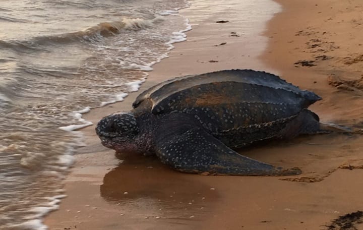PENYU BELIMBING KEMBALI MENDARAT, BERTELUR DI PANTAI RANTAU ABANG