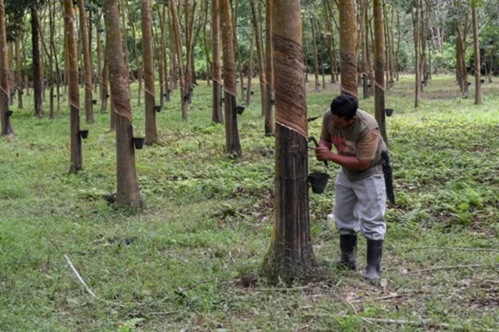 PASARAN GETAH DIJANGKA MENINGKAT MINGGU DEPAN BERIKUTAN PENAMBAHAN SEMULA STOK PASARAN GETAH DIJANGKA MENINGKAT MINGGU DEPAN BERIKUTAN PENAMBAHAN SEMULA STOK